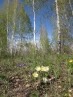 Подснежники